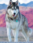 Chien Husky Diamond Painting Broderie Diamant