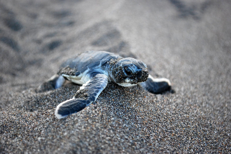 Bébé Tortue Diamond Painting Broderie Diamant