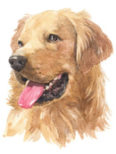 Chien Golden Retriever Diamond Painting Broderie Diamant