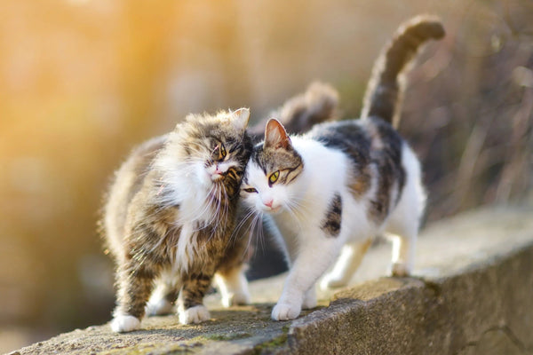 Deux chats amicaux Diamond Painting Broderie Diamant