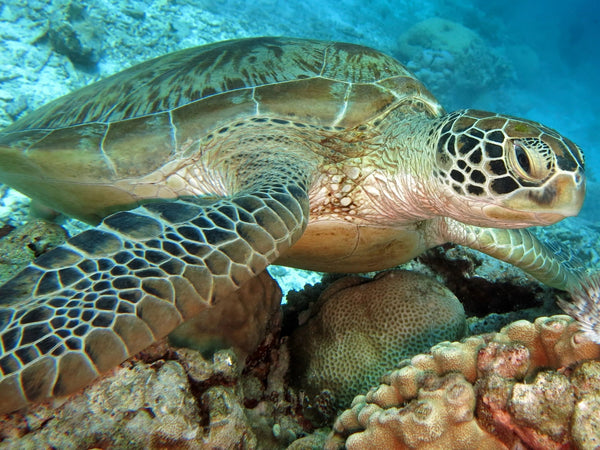 Tortue et Coral dans l'Océan Diamond Painting Broderie Diamant